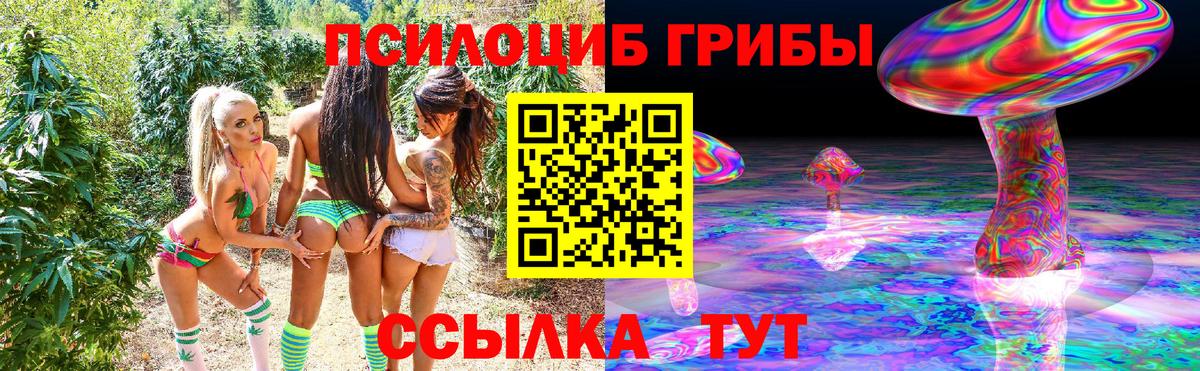 Киселёвск  Псилоцибиновые грибы Cubensis  Вход с VPN 